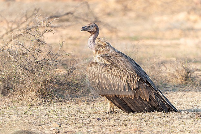 Himalayan Griffon Vulture (Gyps himalayensis) in India. Standing on the ground. stock-image by Agami/Dani Lopez-Velasco,