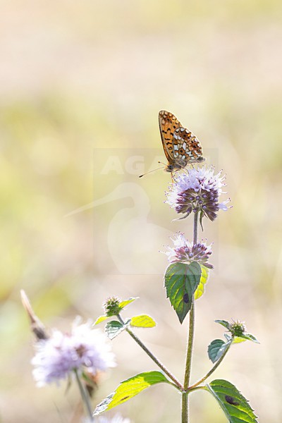 Zilveren Maan, Small Pearl-bordered Fritillary, Boloria selene stock-image by Agami/Theo Douma,