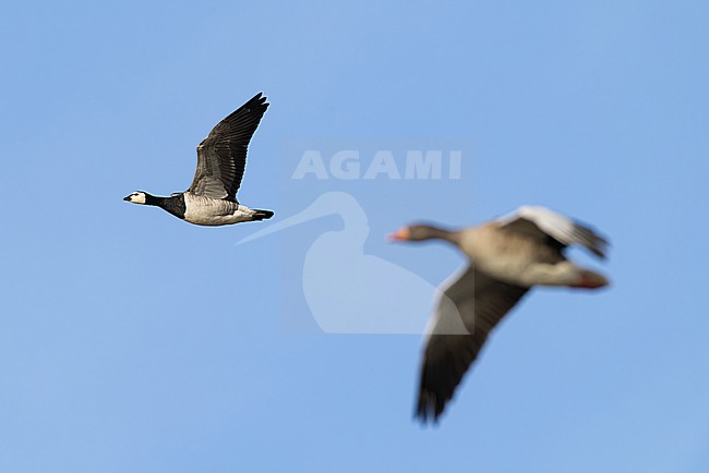 barnacle goose (branta leucopsis) in flight during autumn migration with reylag goose (anser anser) in background out of focus, found at Fehmarn at the Baltic Sea in Germany stock-image by Agami/Mathias Putze,