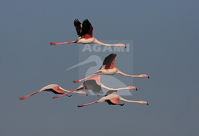 Flamingo\'s in de vlucht; Greater Flamingos in flight stock-image by Agami/Jacques van der Neut,