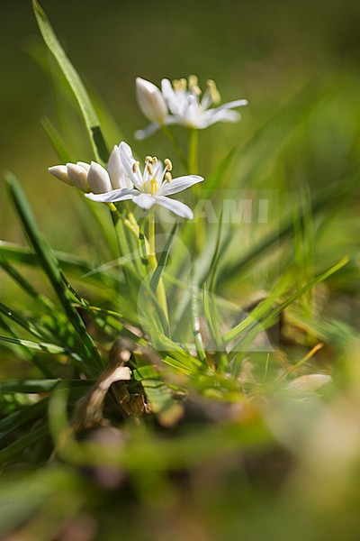 Alpine Squill flower stock-image by Agami/Wil Leurs,