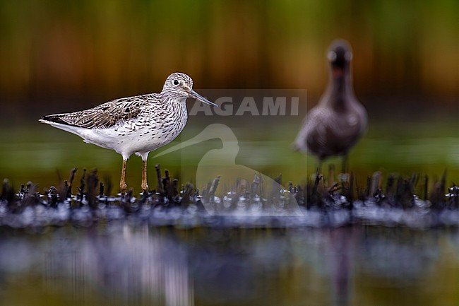 Greenshank (Tringa nebularia) in Italy. stock-image by Agami/Daniele Occhiato,