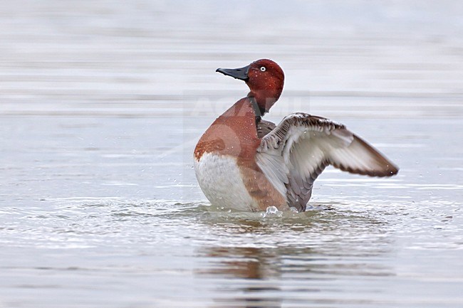 Mannetje Witoogeend zwemmend; Male Ferruginous Pochard swimming stock-image by Agami/Daniele Occhiato,