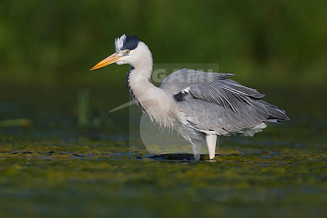 Grey Heron (Ardea cinerea), adult standing in the water stock-image by Agami/Saverio Gatto,