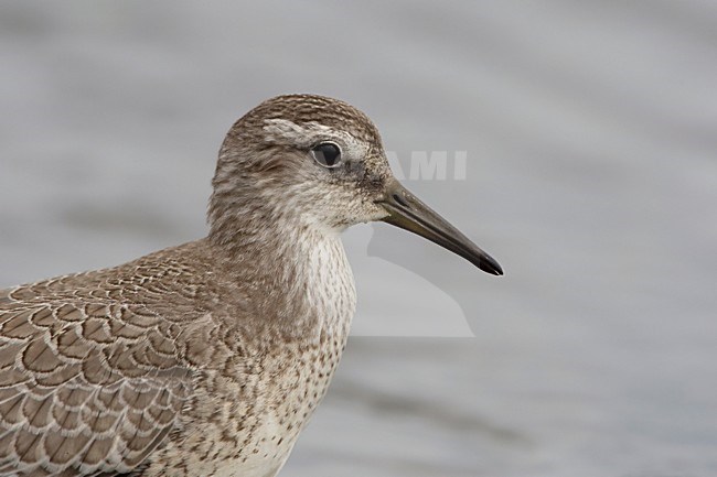 Juveniele Kanoet; Juvenile Red Knot stock-image by Agami/Arie Ouwerkerk,