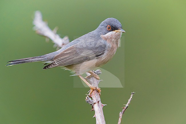 Male Moltoni's Warbler, Sylvia subalpina, in Italy. Perched on a twig. stock-image by Agami/Daniele Occhiato,