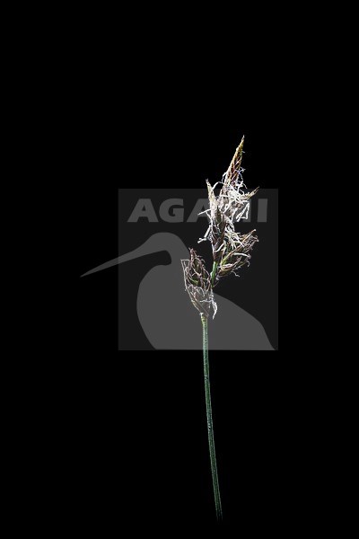 Carex colchica stock-image by Agami/Wil Leurs,