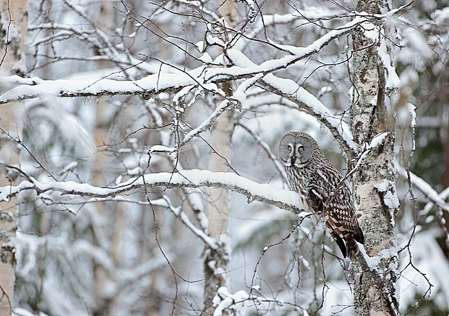 Great Grey Owl (Strix nebulosa) wintering in cold taiga forest in northern Finland. stock-image by Agami/Markus Varesvuo,