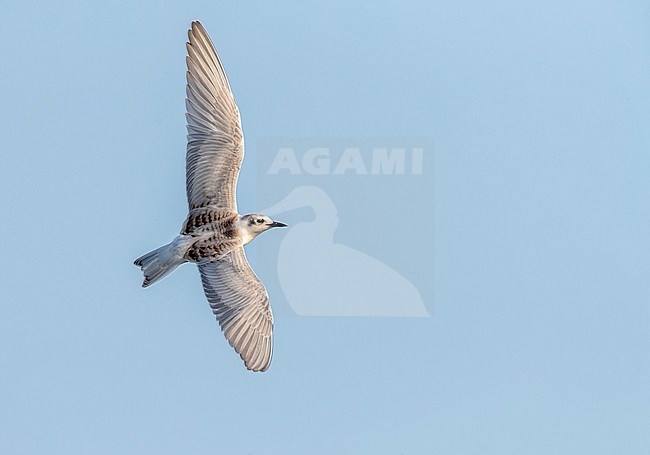 Whiskered Tern (Chlidonias hybrida) in the Ebro delta in Spain during autumn. stock-image by Agami/Marc Guyt,