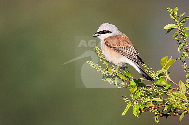 Male Red-backed Shrike, Lanius collurio, perched in spring flowering greenery of a bush from the side stock-image by Agami/Menno van Duijn,