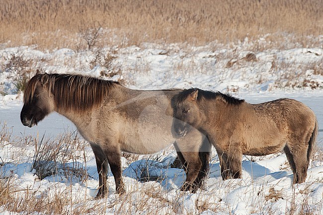 Mother and young semi-feral Konik horses on Lentevreugd near Wassenaar in the Netherlands during a cold winter. stock-image by Agami/Arnold Meijer,