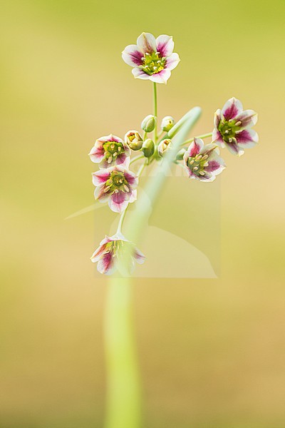 honey garlic flowers stock-image by Agami/Wil Leurs,