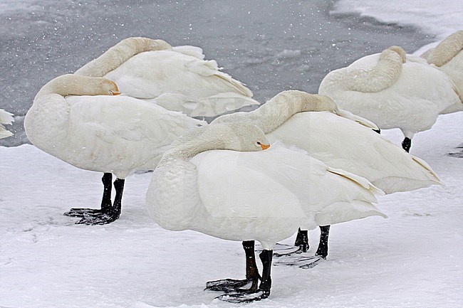 Wintering Whooper Swans (Cygnus cygnus) on Hokkaido, Japan stock-image by Agami/Pete Morris,
