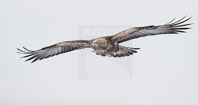 Golden Eagle (Aquila chrysaetus) Kuusamo Finland January 2018. stock-image by Agami/Markus Varesvuo,