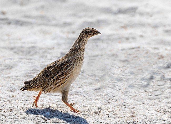 Common Quail (Coturnix coturnix) walking during migration near the beach, Oman stock-image by Agami/Roy de Haas,