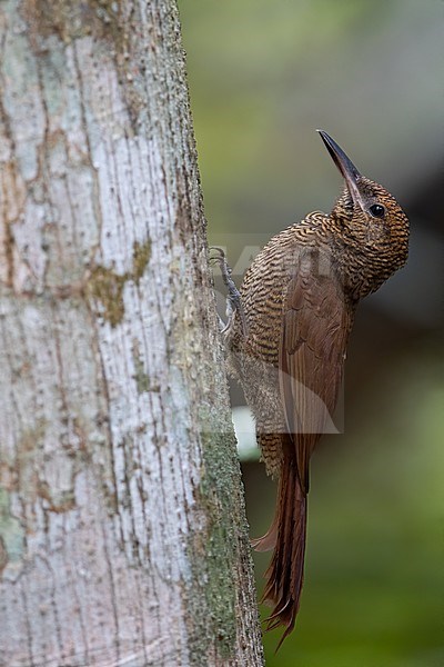 Northern Barred Woodcreeper (Dendrocolaptes sanctithomae)  perched on a side of a tree in a tropical rainforest in Guatemala. stock-image by Agami/Dubi Shapiro,