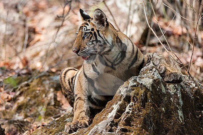 A Young Bengal tiger cub, Panthera tigris tigris, in the forest of India's Bandhavgarh National Park. Madhya Pradesh, India. stock-image by Agami/Sergio Pitamitz,