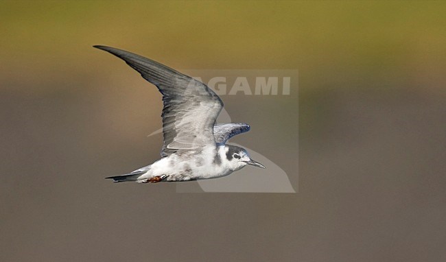 Ruiende adulte Zwarte Stern in vlucht; Moulting Black Tern in flight stock-image by Agami/Marc Guyt,