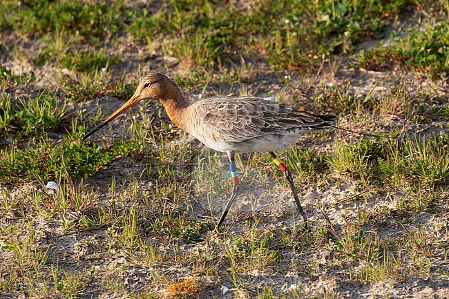 A Black-tailed Godwit is seen wearing a transmitter on its back and a selection of colored flag on its legs. All for migratory bird research. stock-image by Agami/Jacob Garvelink,