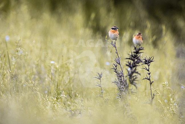 Whinchat, Saxicola rubetra, in Italy. stock-image by Agami/Daniele Occhiato,