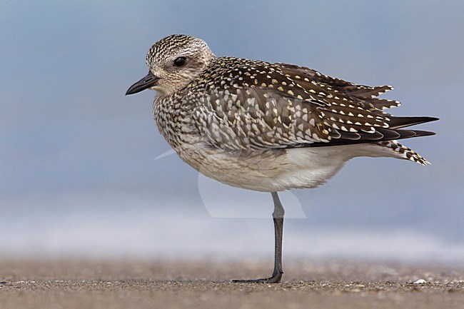 Zilverplevier; Grey Plover stock-image by Agami/Daniele Occhiato,
