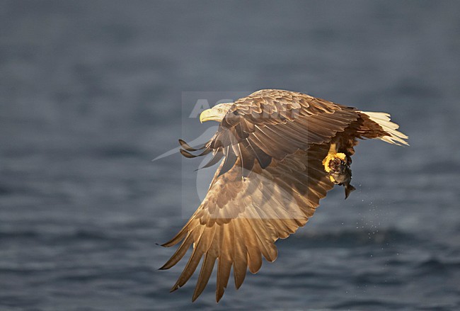 Zeearend, White-tailed Eagle, Haliaeetus albicilla stock-image by Agami/Jari Peltomäki,