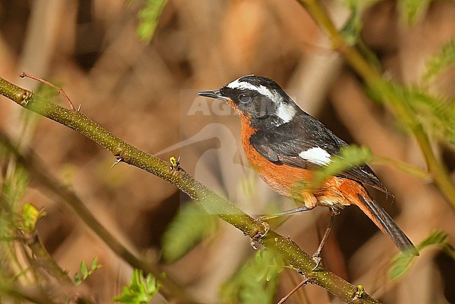 Moussier's Redstart (Phoenicurus moussieri) at Oued Massa, Morocco stock-image by Agami/Eduard Sangster,