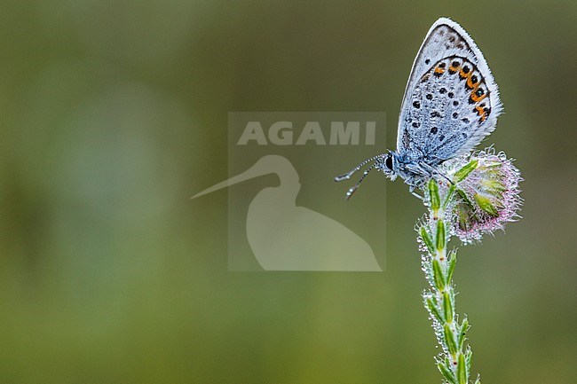 Male Silver-studded Blue stock-image by Agami/Wil Leurs,