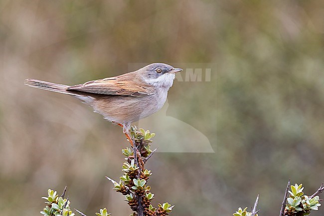 A perching Common whitethroat, Curruca communis stock-image by Agami/Jacob Garvelink,