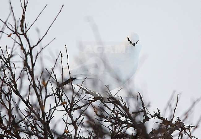Mannetje Alpensneeuwhoen in de sneeuw, Male Rock Ptarmigan in the snow stock-image by Agami/Markus Varesvuo,