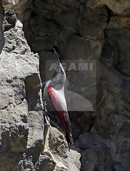 Female Wallcreeper (Tichodroma muraria) at breeding site in Bulgaria stock-image by Agami/Tomi Muukkonen,