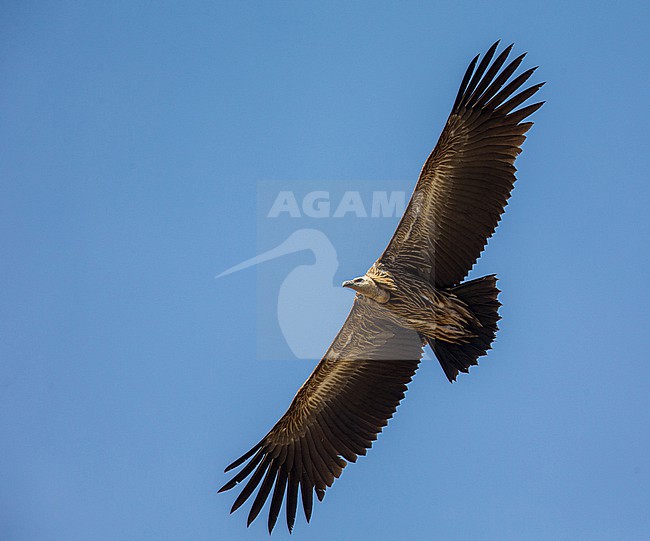 Himalayan Griffon Vulture (Gyps himalayensis) in flight seen from below in Ömnögovi, Mongolia. stock-image by Agami/Yann Muzika,