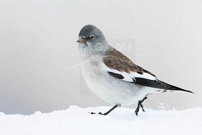White-winged Snowfinch - Schneesperling - Montifringilla nivalis ssp. nivalis, adult, Swiss stock-image by Agami/Ralph Martin,