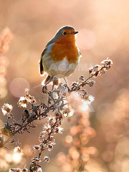 Roodborst; European Robin stock-image by Agami/Daniele Occhiato,