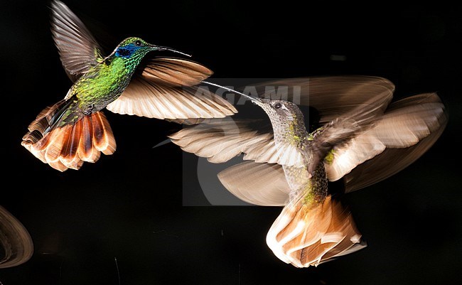 Magnificent Hummingbird, Eugenes fulgens, Green Violetear, Colibri thalassinus stock-image by Agami/Bence Mate,