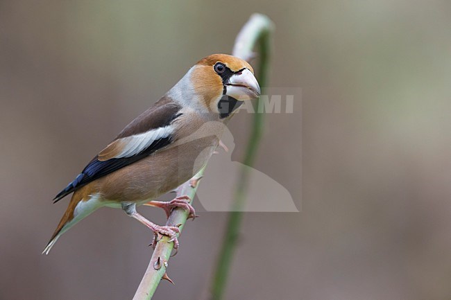 Appelvink; Hawfinch stock-image by Agami/Daniele Occhiato,