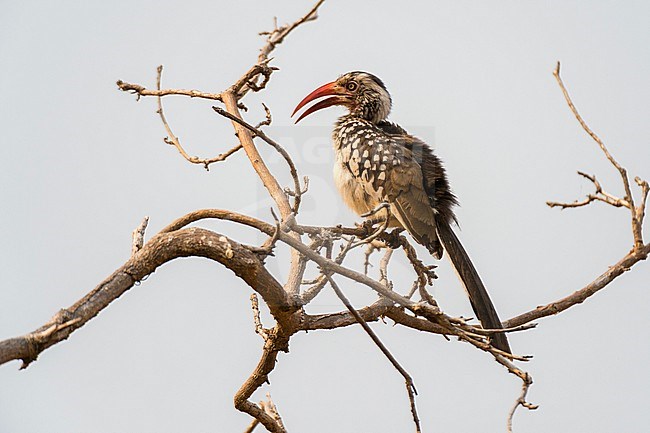 A southern red-billed hornbill, Tockus erythrorhynchus, perching on a tree branch. Chobe National Park, Botswana. stock-image by Agami/Sergio Pitamitz,