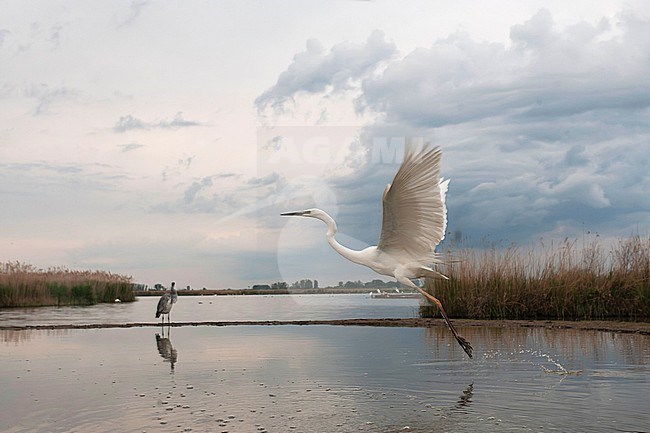 Great Egret, Ardea alba alba, during spring in wetland in Hungary. stock-image by Agami/Marc Guyt,