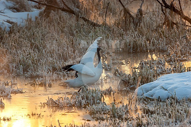 Red-crowned Crane (Grus japonensis) during sunrise in a marsh at Hokkaido (Japan) stock-image by Agami/Roy de Haas,
