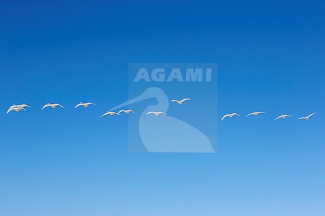 Whooper Swans (Cygnus cygnus) wintering on Hokkaido in northern Japan. stock-image by Agami/Markus Varesvuo,