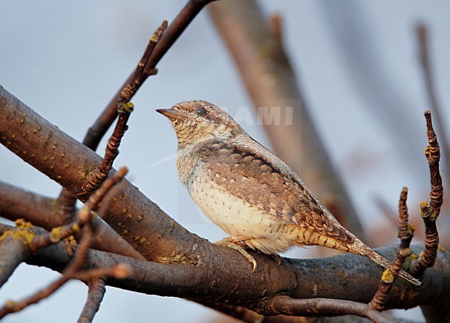 Draaihals zittend op een tak; Eurasian Wryneck perched on a branch stock-image by Agami/Markus Varesvuo,