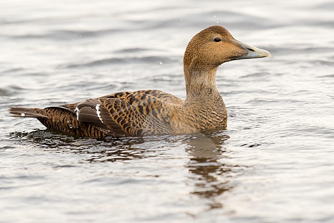 Eider female, Eidereend vrouwtje stock-image by Agami/Rob Riemer,