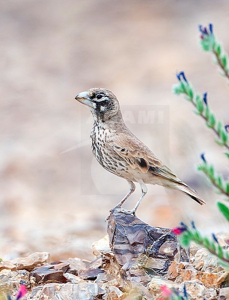 Thick-billed Lark (Ramphocoris clotbey) walking in the southern Negev desert, Israel. stock-image by Agami/Marc Guyt,