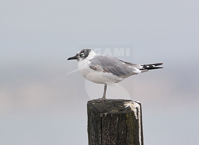 Winter plumaged Franklin's Gull (Leucophaeus pipixcan) perched on a wooden pole. stock-image by Agami/Michael McKee,