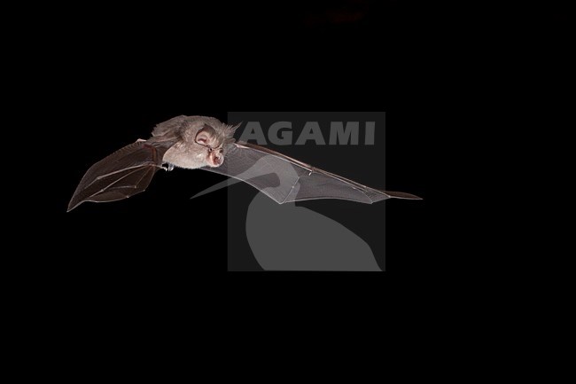 Kleine hoefijzerneus vliegend, Lesser horsehoebat flying stock-image by Agami/Theo Douma,