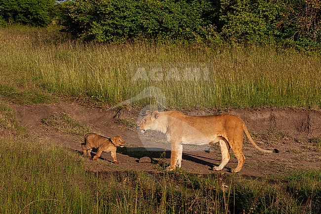Portrait of a lioness, Panthera leo, with her cub. Masai Mara National Reserve, Kenya. stock-image by Agami/Sergio Pitamitz,
