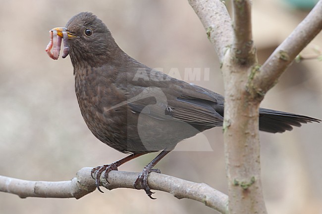 Vrouwtje Merel met voer; Female Eurasian Blackbird with food stock-image by Agami/Arnold Meijer,