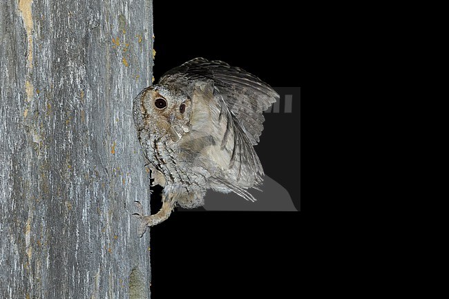 Flammulated Owl, Psiloscops flammeolus, in the United States. stock-image by Agami/Brian E Small,