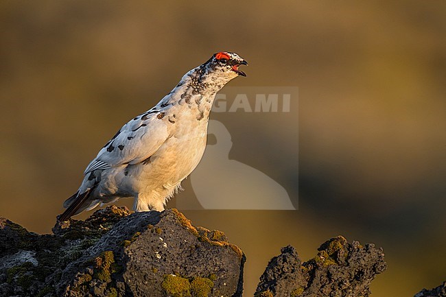 Icelandic Rock Ptarmigan (Lagopus mutus islandorum), an endemic subspecies to Iceland. stock-image by Agami/Daniele Occhiato,