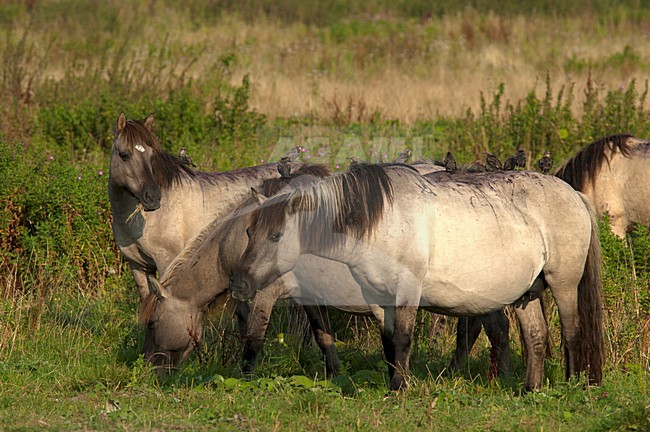 Spreeuwen op paardenrug Oostvaardersplassen Nederland, Common Starlings on horseback Oostvaardersplassen Netherlands stock-image by Agami/Roy de Haas,